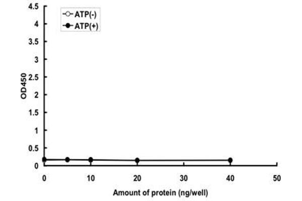 JNK Protein (Lys55Met-Mutant) (GST tag)
