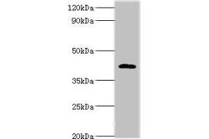 Western blot All lanes: PARL antibody at 6 μg/mL + NIH/3T3 whole cell lysate Secondary Goat polyclonal to rabbit IgG at 1/10000 dilution Predicted band size: 43, 37 kDa Observed band size: 47 kDa