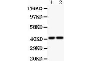 Anti-CXCR3 Picoband antibody,  All lanes: Anti-CXCR3 at 0. (CXCR3 Antikörper  (AA 1-368))