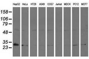 Image no. 2 for anti-Adenylate Kinase 3 (AK3) antibody (ABIN1496520) (Adenylate Kinase 3 Antikörper)