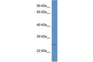 Image no. 1 for anti-Transmembrane Emp24 Protein Transport Domain Containing 1 (TMED1) (AA 23-72) antibody (ABIN6746277) (TMED1 Antikörper  (AA 23-72))