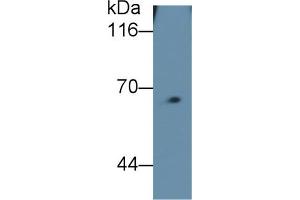 Detection of FPN in Mouse Skeletal muscle lysate using Monoclonal Antibody to Ferroportin (FPN) (SLC40A1 Antikörper  (AA 127-321))