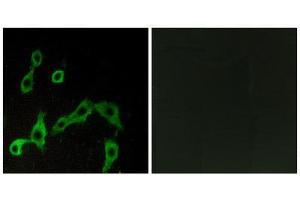 Immunofluorescence (IF) image for anti-Alpha-2A Adrenergic Receptor (ADRA2A) (Internal Region) antibody (ABIN1852816) (ADRA2A Antikörper  (Internal Region))