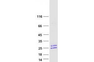 Western Blotting (WB) image for Ephrin A4 (EFNA4) (Transcript Variant 3) protein (Myc-DYKDDDDK Tag) (ABIN2720287)