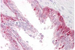 Anti-PHLDA2 antibody IHC staining of human prostate. (PHLDA2 Antikörper  (AA 139-152))