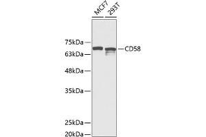 Western blot analysis of extracts of various cell lines, using CD58 Antibody (ABIN6131876, ABIN6138208, ABIN6138209 and ABIN6221339) at 1:1000 dilution. (CD58 Antikörper  (AA 40-220))