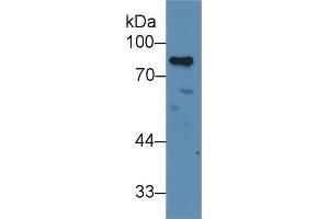 Western blot analysis of Human Jurkat cell lysate, using Human MYB Antibody (2 µg/ml) and HRP-conjugated Goat Anti-Rabbit antibody (