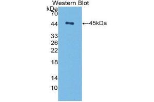 Western Blotting (WB) image for anti-Transforming Growth Factor, beta 1 (TGFB1) (AA 279-390) antibody (ABIN3209257) (TGFB1 Antikörper  (AA 279-390))