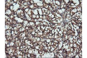 Immunohistochemical staining of paraffin-embedded Human Kidney tissue using anti-ATG3 mouse monoclonal antibody. (ATG3 Antikörper)