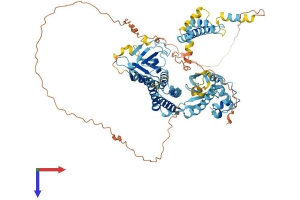 CNKSR1 Protein (AA 1-720) (His tag)