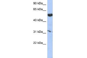 WB Suggested Anti-CYP4X1 Antibody Titration: 0. (CYP4X1 Antikörper  (Middle Region))