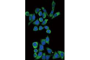 Immunofluorescence (IF) image for anti-Galactosidase, alpha (GLA) antibody (ABIN3002776) (GLA Antikörper)