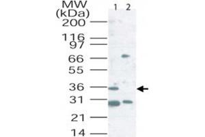 Western blot analysis of Cd207 in mouse lung tissue lysate. (CD207 Antikörper  (AA 36-44))