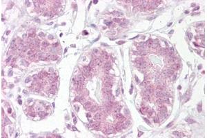 Anti-IKB Alpha antibody IHC staining of human breast. (NFKBIA Antikörper  (AA 34-48))
