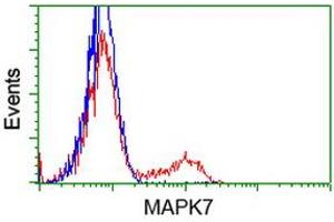 HEK293T cells transfected with either RC203506 overexpress plasmid (Red) or empty vector control plasmid (Blue) were immunostained by anti-MAPK7 antibody (ABIN2454020), and then analyzed by flow cytometry. (MAPK7 Antikörper)