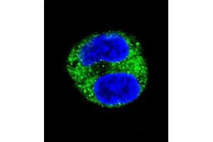 Confocal immunofluorescent analysis of TYR Antibody (Center) (ABIN391521 and ABIN2841481) with HepG2 cell followed by Alexa Fluor 488-conjugated goat anti-rabbit lgG (green). (TYR Antikörper  (AA 176-205))