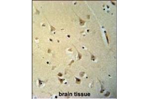 P2R3C Antibody (N-term) (ABIN653699 and ABIN2843017) immunohistochemistry analysis in formalin fixed and paraffin embedded human brain tissue followed by peroxidase conjugation of the secondary antibody and DAB staining. (PPP2R3C Antikörper  (N-Term))