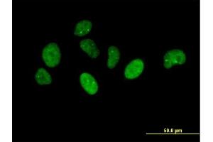 Immunofluorescence of purified MaxPab antibody to NUP43 on HeLa cell. (NUP43 Antikörper  (AA 1-380))