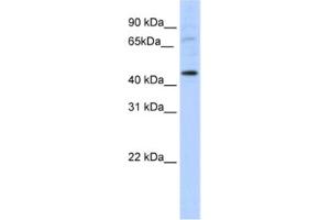 Western Blotting (WB) image for anti-LIM Homeobox Transcription Factor 1, alpha (LMX1A) antibody (ABIN2461616) (LMX1A Antikörper)