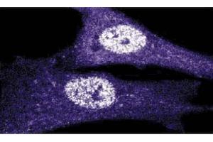 Immunoflourescence staining of human fibroblasts. (CDK1 Antikörper  (AA 283-297))