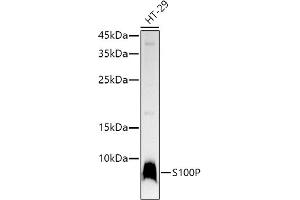 Western blot analysis of extracts of HT-29 cells, using S100P antibody  at 1:1000 dilution. (S100P Antikörper)