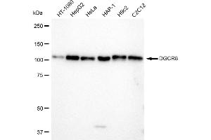 Western blotting analysis using DGCR8 antibody (ABIN7798333). (Rekombinanter DGCR8 Antikörper)