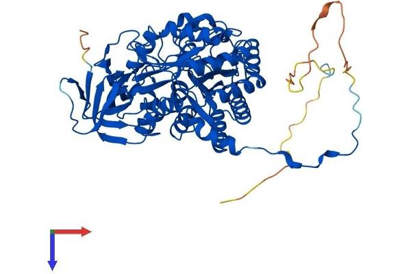 DPYSL5 Protein (AA 1-564) (His tag)