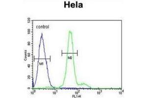 Flow cytometric analysis of Hela cells (right histogram) compared to a negative control cell (left histogram) using ELOVL5  Antibody (C-term), followed by FITC-conjugated goat-anti-rabbit secondary antibodies. (ELOVL5 Antikörper  (C-Term))