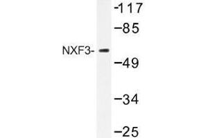 Image no. 1 for anti-Nuclear RNA Export Factor 3 (NXF3) antibody (ABIN317847)