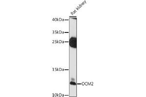 Western blot analysis of extracts of rat kidney, using OCM2 antibody (ABIN7269098) at 1:1000 dilution. (Oncomodulin 2 (OCM2) (AA 1-109) Antikörper)