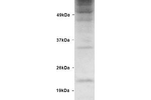 Western blot analysis of Human HEK93 lysates showing detection of Ubiquitin protein using Rabbit Anti-Ubiquitin Polyclonal Antibody . (Ubiquitin Antikörper  (Biotin))