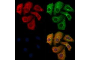 ABIN6264974 and ABIN6276799 staining Hela cells by IF/ICC.