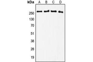 Western blot analysis of Tenascin C expression in U2OS (A), MCF7 (B), NIH3T3 (C), PC12 (D) whole cell lysates.