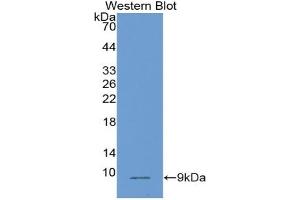 Detection of Recombinant PLAC9, Human using Monoclonal Antibody to Placenta Specific Protein 9 (PLAC9) (PLAC9 Antikörper  (AA 23-97))
