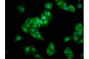Immunofluorescence staining of HepG2 cells with ABIN7165127 at 1:333, counter-stained with DAPI. (BEX2 Antikörper  (AA 1-128))