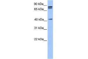 SUZ12 antibody used at 0. (SUZ12 Antikörper  (C-Term))