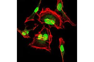 Immunofluorescence analysis of HeLa cells using CDK2 antibody (green). (CDK2 Antikörper)