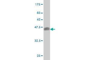 Western Blot detection against Immunogen (36. (E2F4 Antikörper  (AA 211-301))