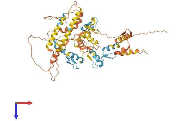 ZNF655 Protein (AA 1-491) (His tag)