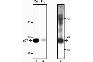 Immunoprecipitation/Western Blot analysis of p27 [Kip1]. (CDKN1B Antikörper)