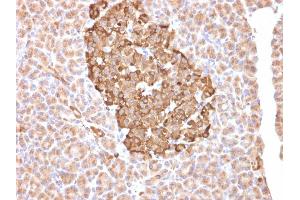 Formalin-fixed, paraffin-embedded human pancreas stained with Ferritin, Heavy Chain Mouse Monoclonal Antibody (FTH/2081). (FTH1 Antikörper  (AA 58-180))