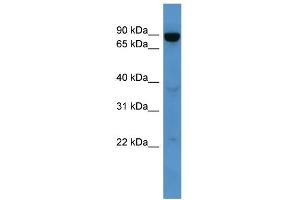 WB Suggested Anti-Abcb10 Antibody Titration:  0. (ABCB10 Antikörper  (Middle Region))