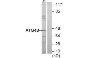 Western Blotting (WB) image for anti-Autophagy related 4B Cysteine Peptidase (ATG4B) (Internal Region) antibody (ABIN1850125) (ATG4B Antikörper  (Internal Region))