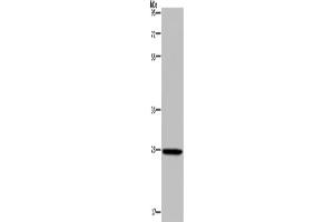 Western Blotting (WB) image for anti-Kallikrein 14 (KLK14) antibody (ABIN2827021) (Kallikrein 14 Antikörper)