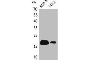 Western Blot analysis of MCF7, PC12 cells using CD225 Polyclonal Antibody. (IFITM1 Antikörper  (N-Term))