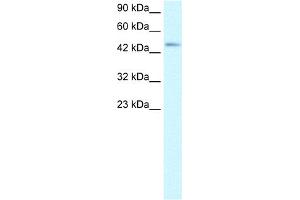 WB Suggested Anti-CCR8 Antibody Titration:  2. (CCR8 Antikörper  (Middle Region))