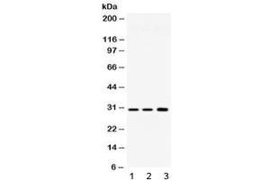 Western blot testing of 1) rat brain, 2) mouse brain and 3) human HeLa lysate with AQP11 antibody at 0. (AQP11 Antikörper  (AA 35-70))