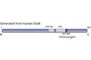 Image no. 1 for anti-Signal Transducer and Activator of Transcription 6, Interleukin-4 Induced (STAT6) (pTyr641) antibody (ABIN968594)