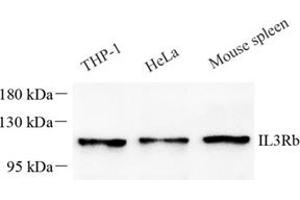 Western blot analysis of IL-3RB (ABIN7073557),at dilution of 1: 1000 (CD131 Antikörper)