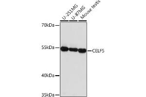 Western blot analysis of extracts of various cell lines, using CELF5 Rabbit pAb (ABIN7266539) at 1:1000 dilution. (CELF5 Antikörper)
